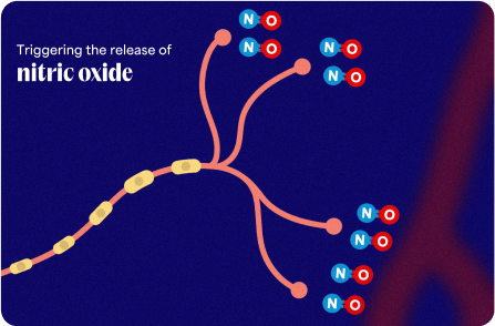 Thought to trigger the release of nitric oxide